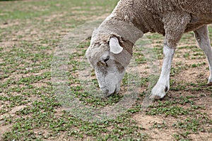 ItÃ¢â¬â¢s a livestock l raise at home.